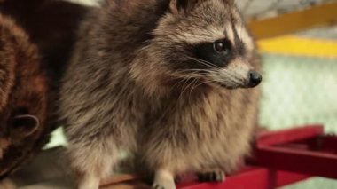 Büyük kitap okuyan sevimli rakun. Hayvanat bahçesi. Küçük rakun öğrencisi ders kitabı okuyor.