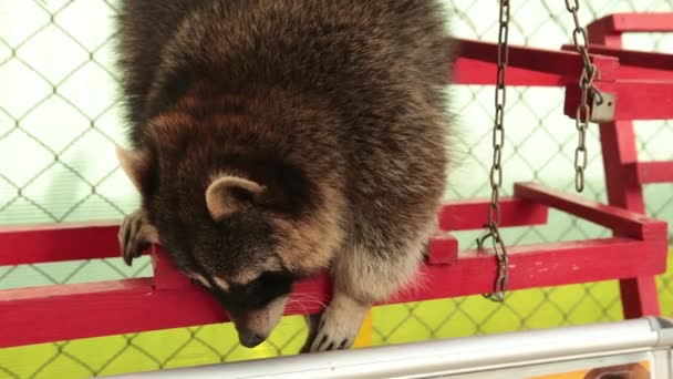 Lindo mapache salvaje busca comida en el zoológico. Animal en cautiverio, caza alimento. — Vídeo de stock