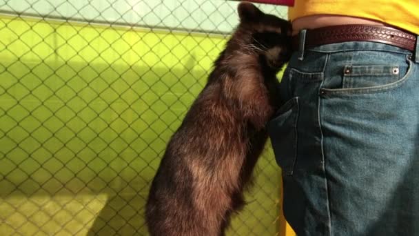 Guaxinim que come caranguejo procyon cancrivorus rouba uma comida de turistas no zoológico. — Vídeo de Stock