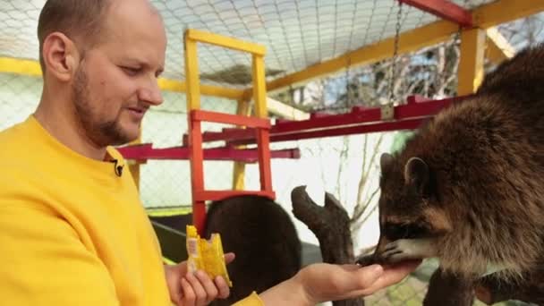 Un uomo con la mano che nutre un procione. I procioni mangiano dal braccio nello zoo a contatto manuale — Video Stock