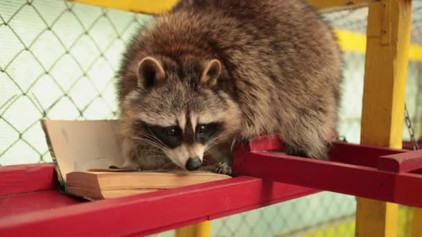 Cute raccoon reading big book. Zoo. Little racoon student studies an textbook — Stock Video