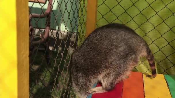 Zjadający kraby szop pracz procyon cancrivorus kradnie jedzenie turystom w zoo. — Wideo stockowe