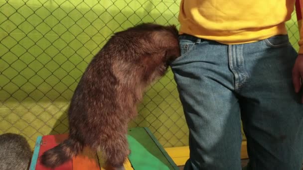 Krabbenfressender Waschbär Cancrivorus stiehlt Touristen im Zoo Futter. — Stockvideo