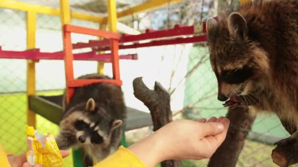 Pria dengan tangan memberi makan rakun. Rakun makan dari lengan di kebun binatang kontak manual — Stok Video