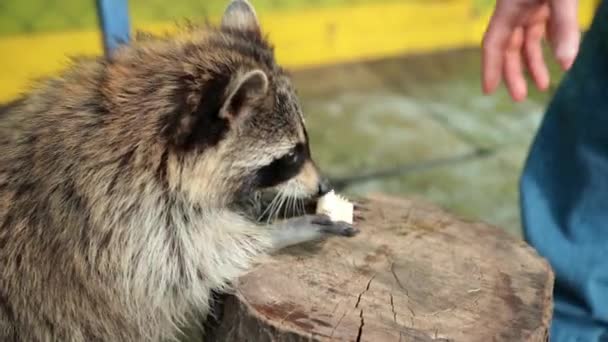 北米のアライグマ。人間の手は食べ物を与える。ラクーンはバナナを切り株で食べる — ストック動画