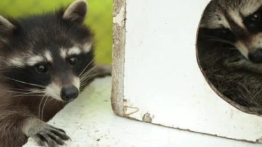 Çekici rakunlar evden dışarı çıkıyor. Vahşi yaşam bakım kavramları. Doğal ışık.