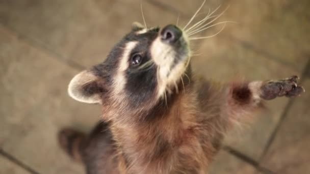 Gestreifter Waschbär steht auf Hinterbeinen und bittet um Futter. Grauer Waschbär. Niedlicher Kokon sitzt — Stockvideo