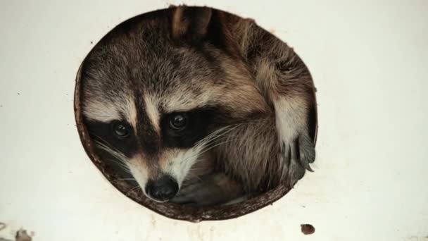 Guaxinim americano. Jovem racoon faminto curioso olhando em torno da casa para a comida — Vídeo de Stock