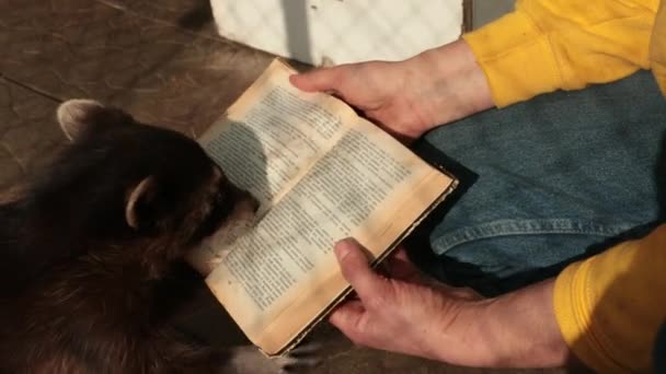 Lindo mapache leyendo un libro grande. Zoológico. Pequeño estudiante de mapache estudia un libro de texto — Vídeos de Stock