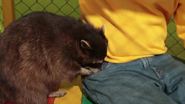 カニを食べるタヌキのproyon cancrivolsは動物園の観光客から食べ物を盗む. — ストック動画