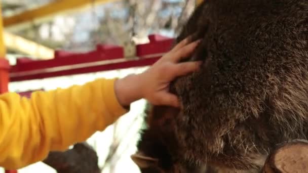 El hombre alimenta a los mapaches. La domesticación domesticó animales salvajes. El mapache come de las manos — Vídeo de stock