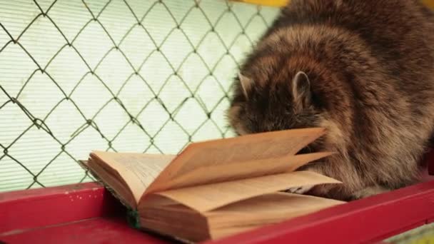Lindo mapache leyendo un libro grande. Zoológico. Pequeño estudiante de mapache estudia un libro de texto — Vídeos de Stock