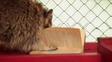 Büyük kitap okuyan sevimli rakun. Hayvanat bahçesi. Küçük rakun öğrencisi ders kitabı okuyor.