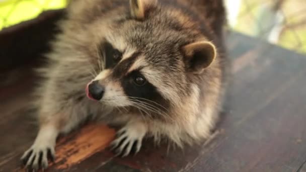 Leuke grappige wasbeer ligt op zijn rug, mooie wilde harige bos dier. Coon zitten. — Stockvideo