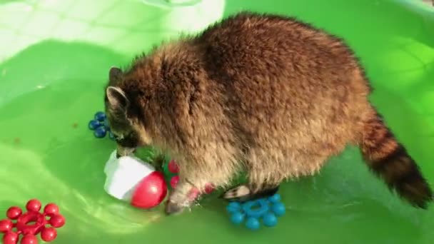 Linda guaxinim bonito descansando uma lagoa. Zoológico de animais. Piscina. Piscina. Água flutuante — Vídeo de Stock