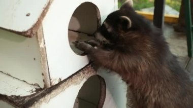 Amerikan rakunu. Genç, aç rakun yemek için evin etrafına bakıyor.