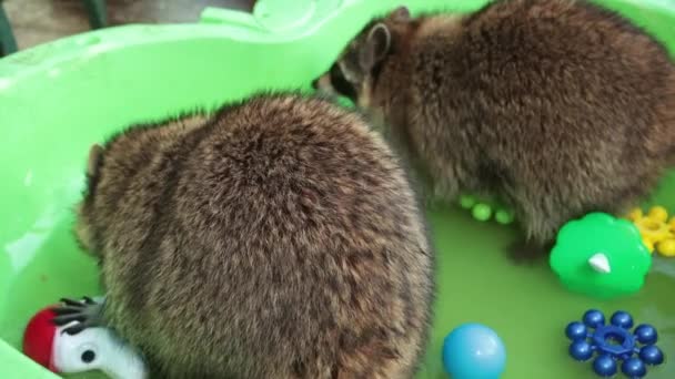 Härligt söt tvättbjörn vilar en damm. Petting zoo. Simbassäng. Flytande vatten — Stockvideo