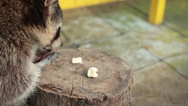 Un mapache norteamericano. El mapache come plátano en el tocón. Coon comiendo una fruta. Animales. — Vídeos de Stock