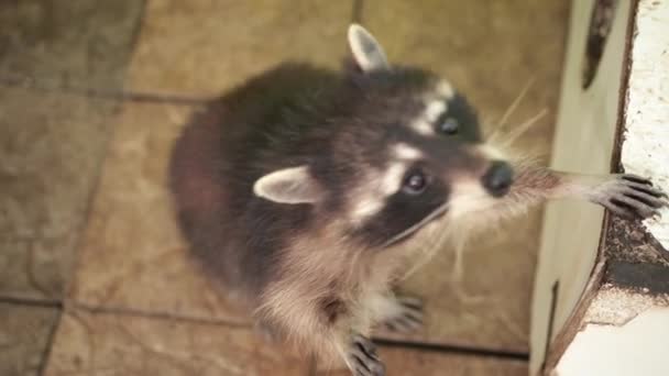 Een schattige wasbeer staat op zijn achterpoten geheven voorpoten in gebaar voor knuffel — Stockvideo