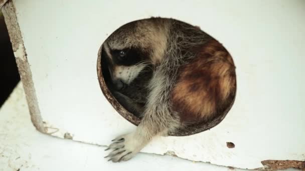 Waschbär im runden Loch. Waschbärkopf in kleinem Holzhaus — Stockvideo