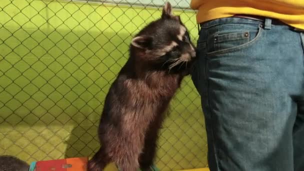 Guaxinim que come caranguejo procyon cancrivorus rouba uma comida de turistas no zoológico. — Vídeo de Stock