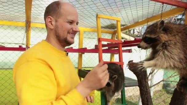 Un uomo con la mano che nutre un procione. I procioni mangiano dal braccio nello zoo a contatto manuale — Video Stock