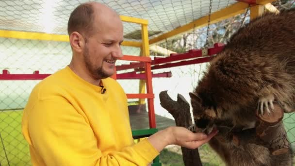 Een man met de hand die een wasbeer voert. Wasberen eten van de arm in de handmatige contactdierentuin — Stockvideo