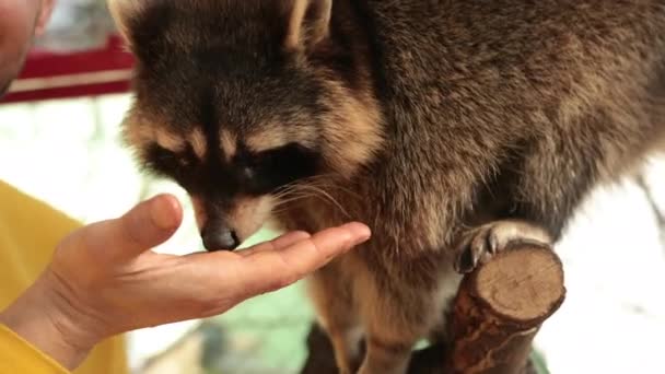 アライグマを養う手を持つ男。アライグマは、手動接触動物園で腕から食べる — ストック動画