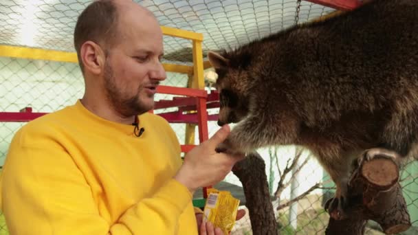 Un homme nourri à la main par un raton laveur. Les ratons laveurs mangent du bras dans le zoo de contact manuel — Video