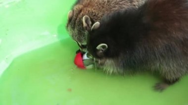 Gölde dinlenen sevimli bir rakun. Hayvanat bahçesi. Yüzme havuzu. Yüzen su