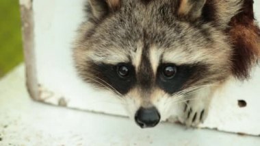 Amerikan rakunu. Genç, aç rakun yemek için evin etrafına bakıyor.