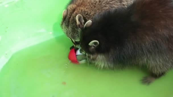 Härligt söt tvättbjörn vilar en damm. Petting zoo. Simbassäng. Flytande vatten — Stockvideo