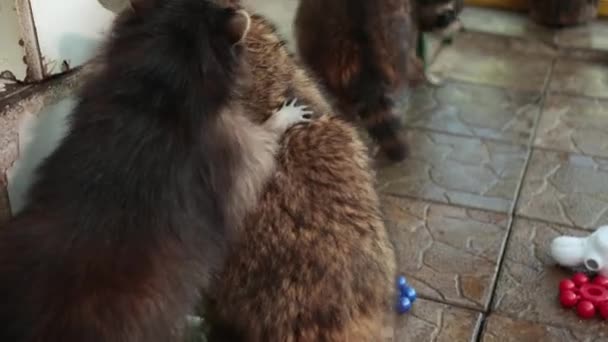 Charmig tvättbjörn kikar ut ur huset. Koncept för naturvård. Naturligt ljus. — Stockvideo