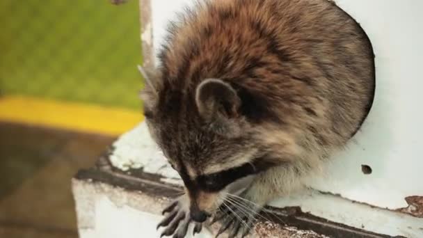 Un mapache americano. Joven curioso mapache hambriento mirando alrededor de la casa para comer — Vídeo de stock