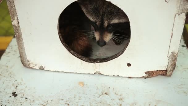 Guaxinim americano. Jovem racoon faminto curioso olhando em torno da casa para a comida — Vídeo de Stock