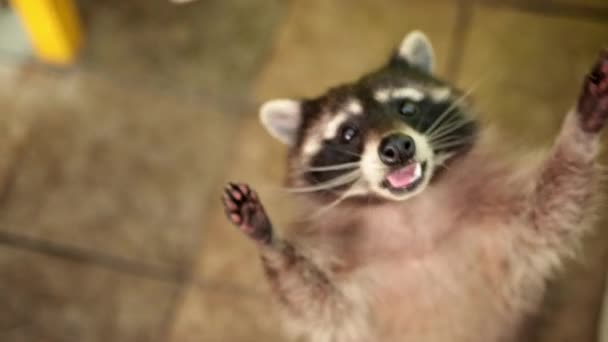 Cute looking. Funny sneaky conniving raccoon standing on hind legs with hands — Stock Video