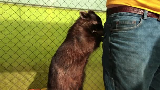 Krabbenfressender Waschbär Cancrivorus stiehlt Touristen im Zoo Futter. — Stockvideo