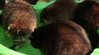 Gölde dinlenen sevimli bir rakun. Hayvanat bahçesi. Yüzme havuzu. Yüzen su