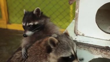 Amerikan rakunu. Genç, aç rakun yemek için evin etrafına bakıyor.