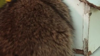 Çekici rakunlar evden dışarı çıkıyor. Vahşi yaşam bakım kavramları. Doğal ışık.