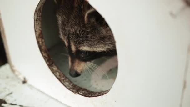 Charming raccoon peeps out of the house. Wildlife care concepts. Natural light. — Stock Video