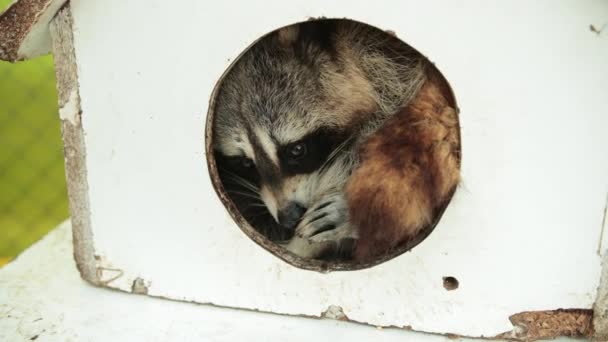 Ρακούν σε στρογγυλή τρύπα. Κεφαλή του racoon μέσα σε μικρό ξύλινο κτίριο σχήμα σπίτι — Αρχείο Βίντεο