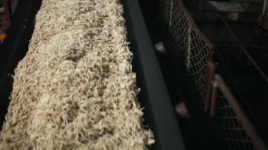 Şeker rafinerisi, kossette pancar taşıyıcısı. Yarı-bitmiş. Pancar şekeri üretimi