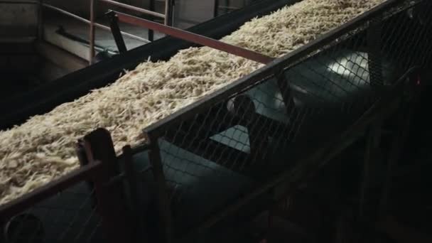 Sugar refinery, cossette beets conveyor. Semi-finished. Beet sugar production — Stock Video