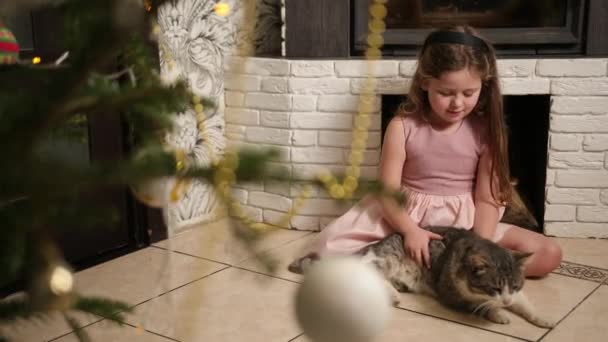 Chaton heureux aime être caressé par la main de la fille. Chat reposant sur le sol, cheminée — Video