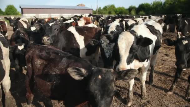 Fiatal bikák. Fekete-fehér tehenek a legelőn. Ökörcsorda a nyári mezőn — Stock videók