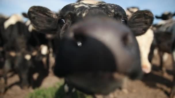 Conjunto de touros jovens. Vacas pretas e brancas em pasto. Rebanho de boi no campo de verão — Vídeo de Stock