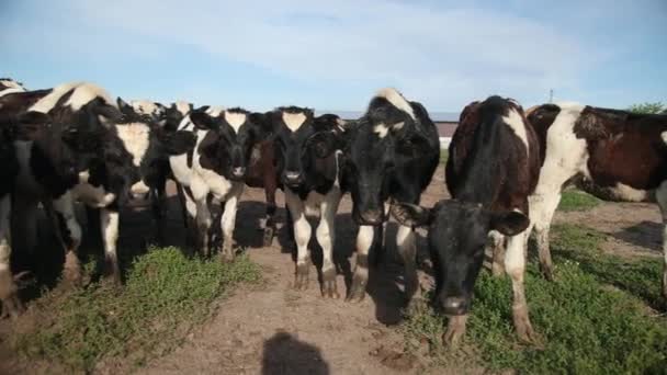 Fiatal bikák. Fekete-fehér tehenek a legelőn. Ökörcsorda a nyári mezőn — Stock videók