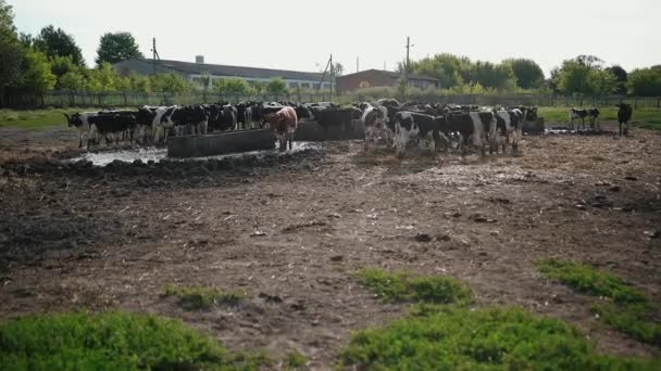 Zestaw młodych byków. Czarne i białe krowy na pastwisku. Stado wołów na polu letnim — Wideo stockowe