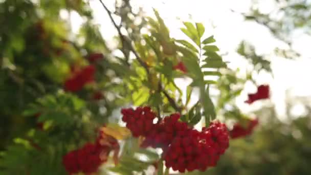 Pensla med mogna bär av röd fjällaska på gren med avlånga blad. Häst — Stockvideo